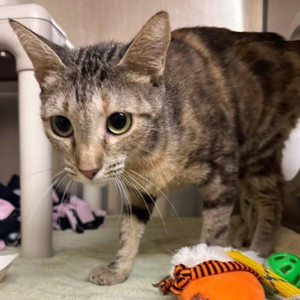 Club Penguin, Adoptable, Young Female Domestic Short Hair.