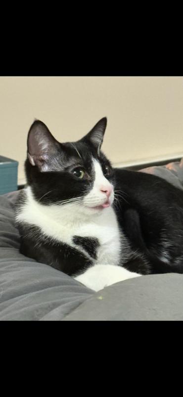 Jacob, a Adoptable Domestic Short Hair in Rootstown, OH image 1/3
