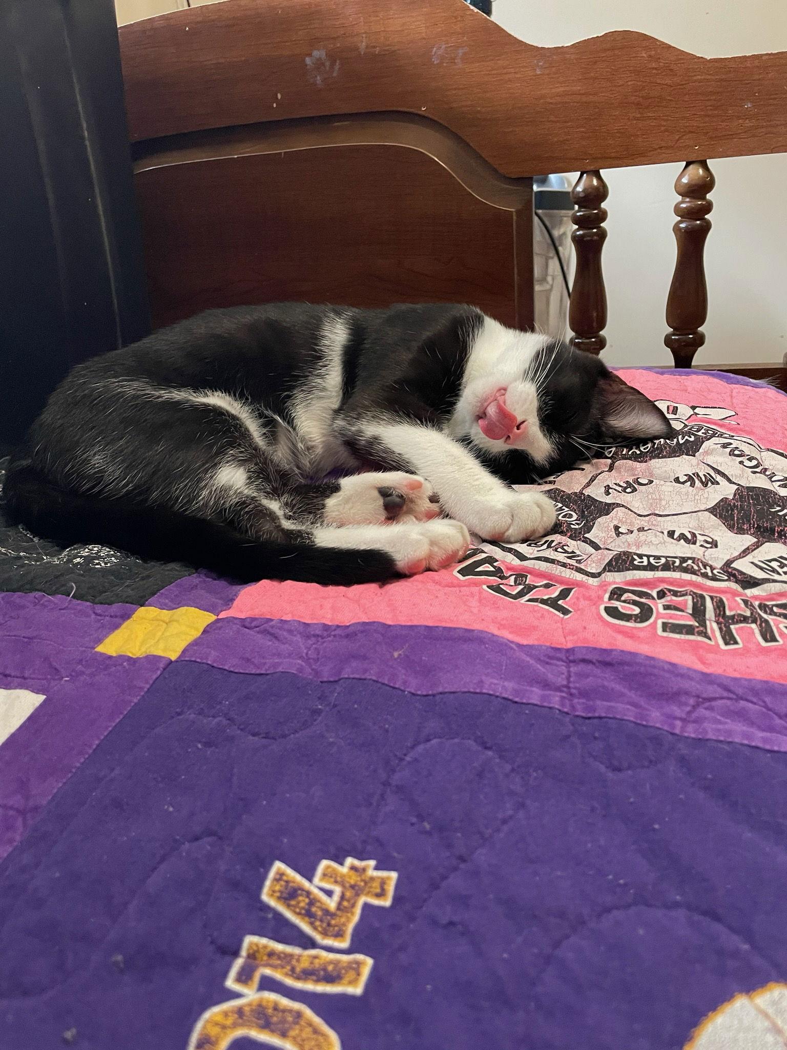 Enlarge Jacob, a Adoptable Domestic Short Hair in Rootstown, OH image 2/3