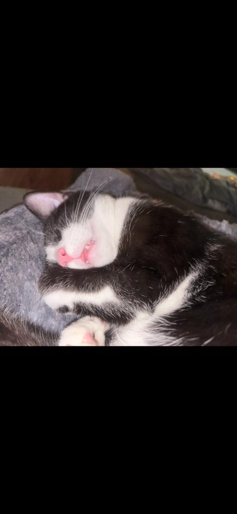 Jacob, a Adoptable Domestic Short Hair in Rootstown, OH image 2/3