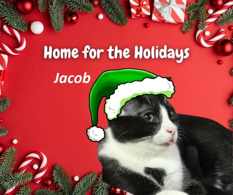 Enlarge Jacob, a Adoptable Domestic Short Hair in Rootstown, OH image 3/3