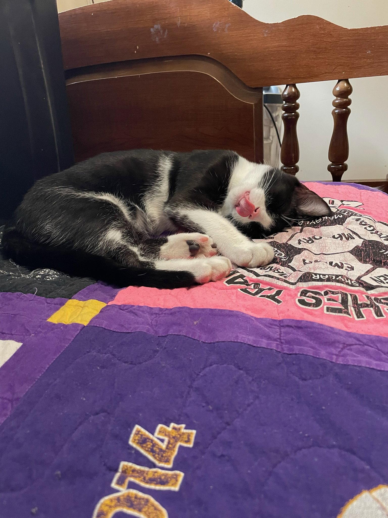 Jacob, a Adoptable Domestic Short Hair in Rootstown, OH image 3/3