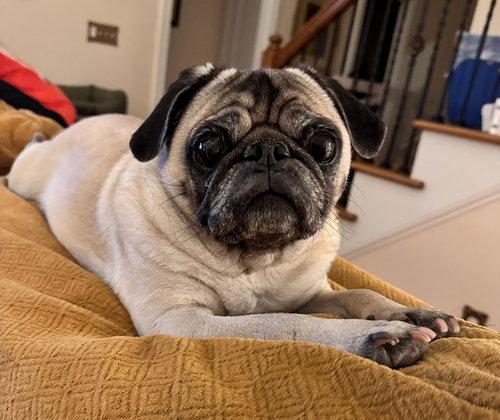 Enlarge Bella, a Adopted Pug in Summerfield, NC image 1/1