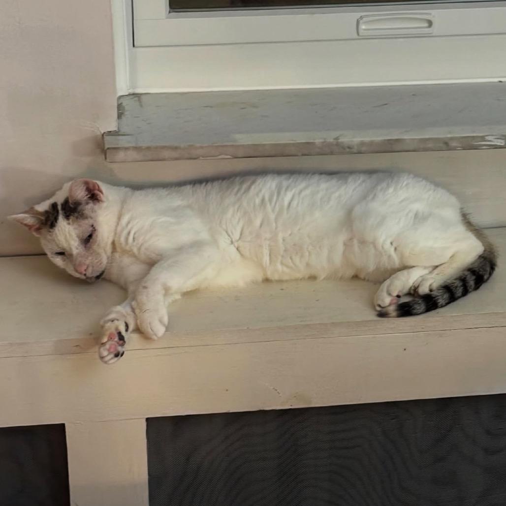 Pork Chop — thumbnail 2