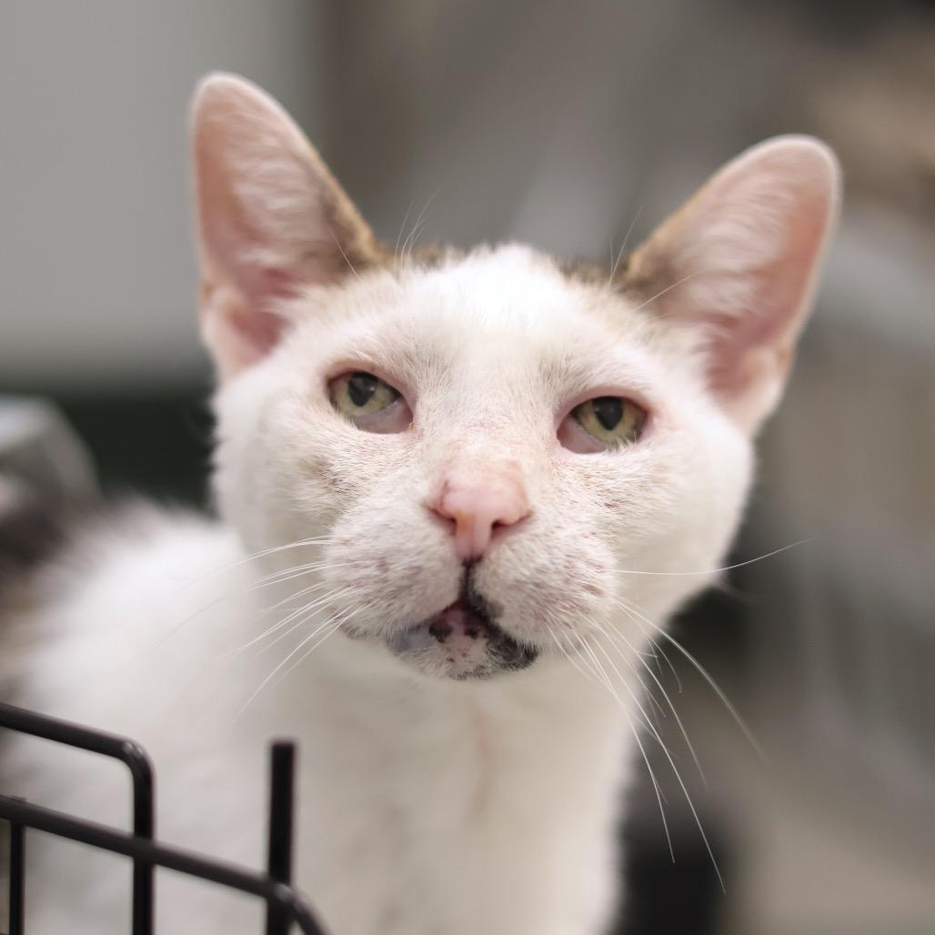 Enlarge Pork Chop, a Adoptable Domestic Short Hair in Philadelphia, PA image 1/6