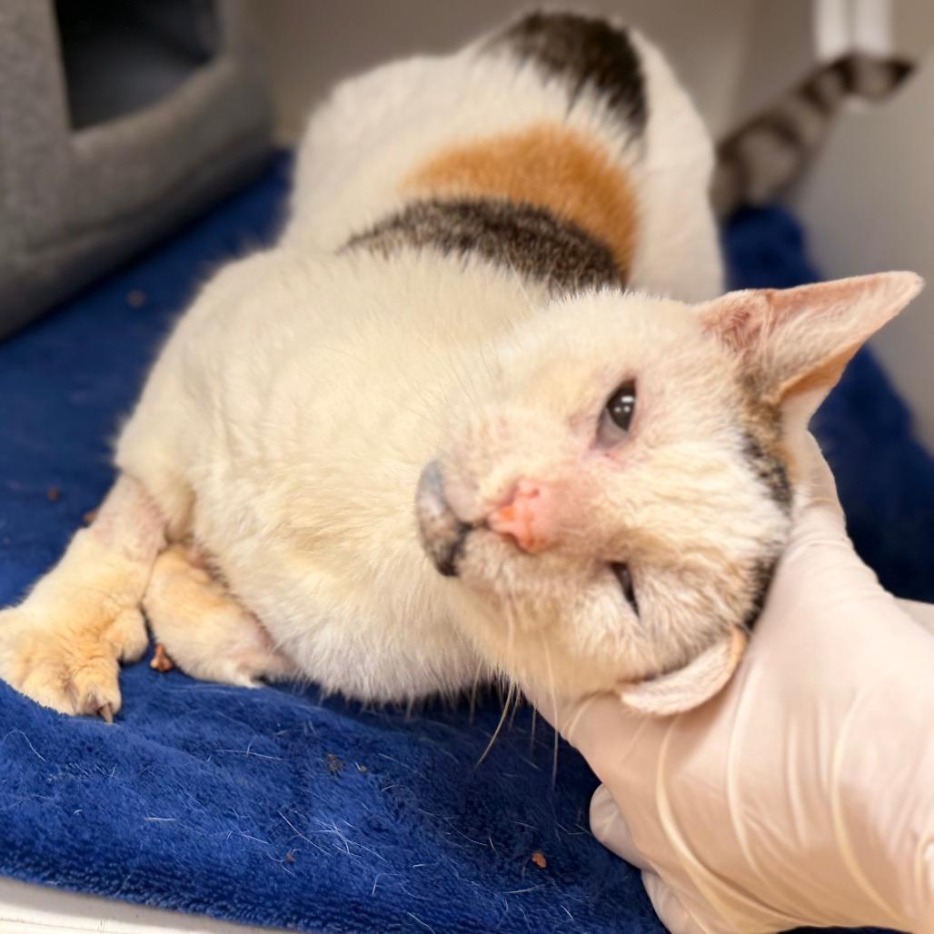 Enlarge Pork Chop, a Adoptable Domestic Short Hair in Philadelphia, PA image 2/6