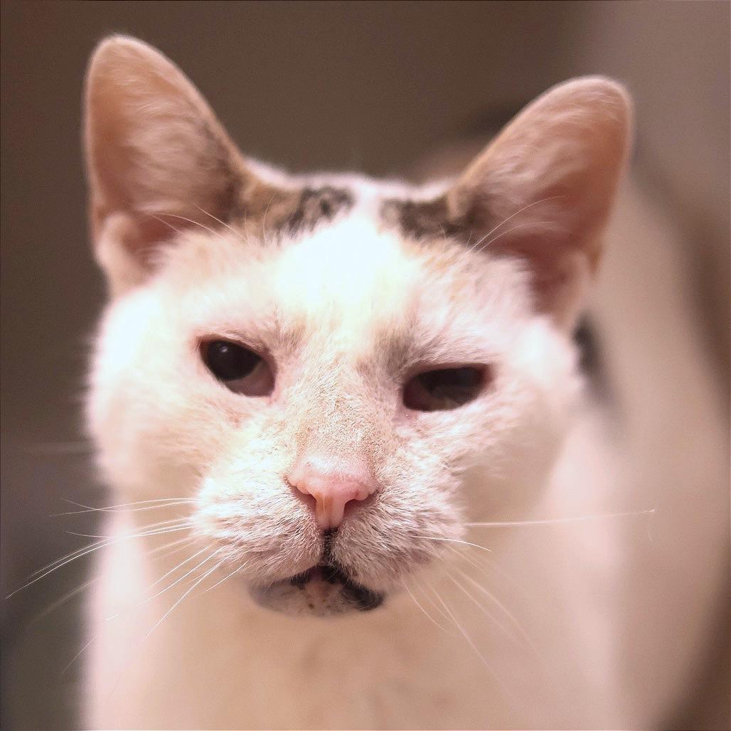 Pork Chop — thumbnail 4