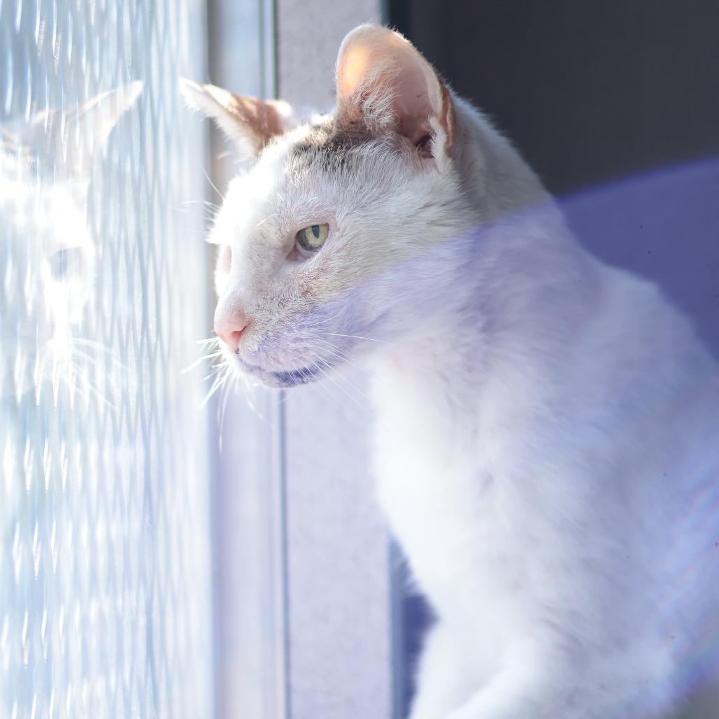 Enlarge Pork Chop, a Adoptable Domestic Short Hair in Philadelphia, PA image 3/6