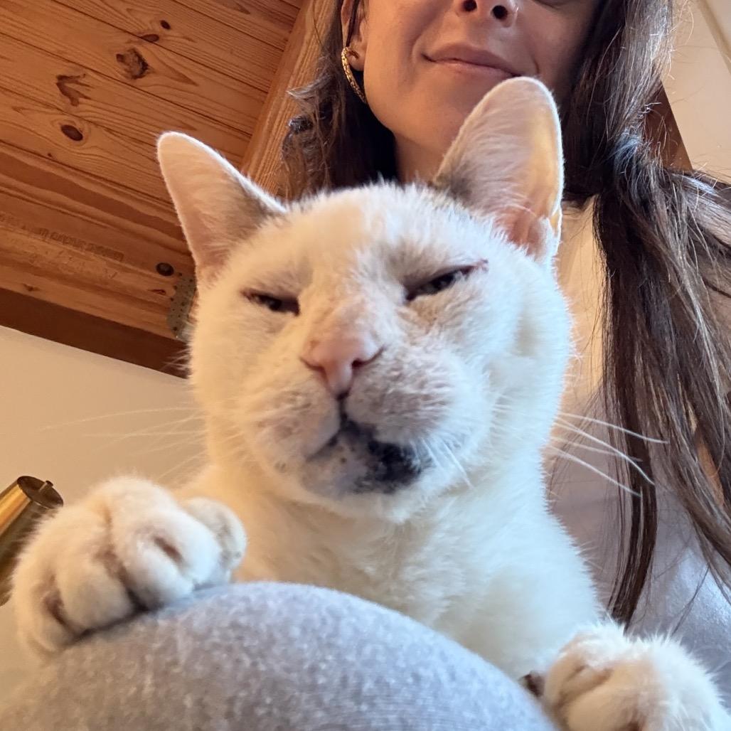 Enlarge Pork Chop, a Adoptable Domestic Short Hair in Philadelphia, PA image 4/6