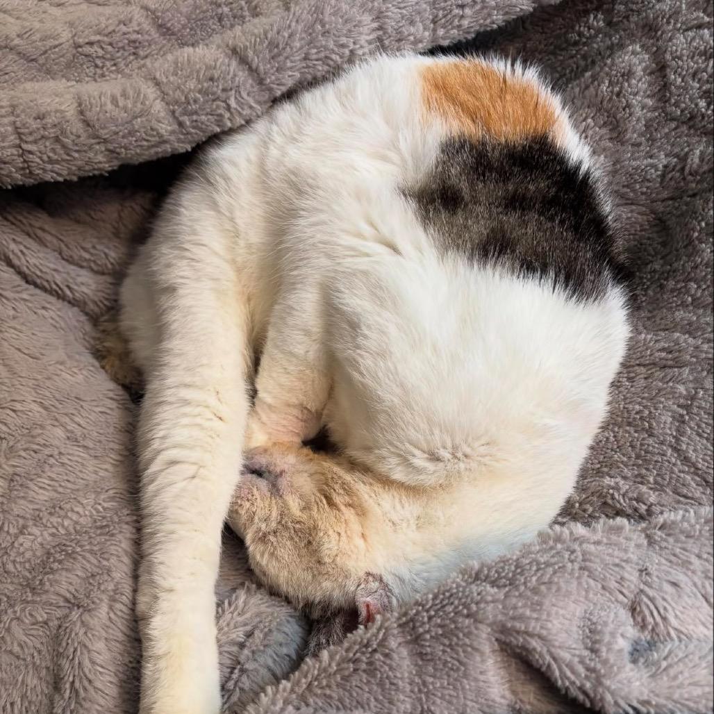 Pork Chop — thumbnail 5