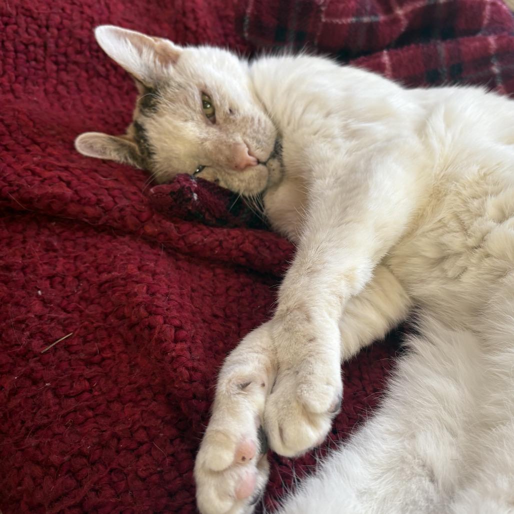 Enlarge Pork Chop, a Adoptable Domestic Short Hair in Philadelphia, PA image 5/6