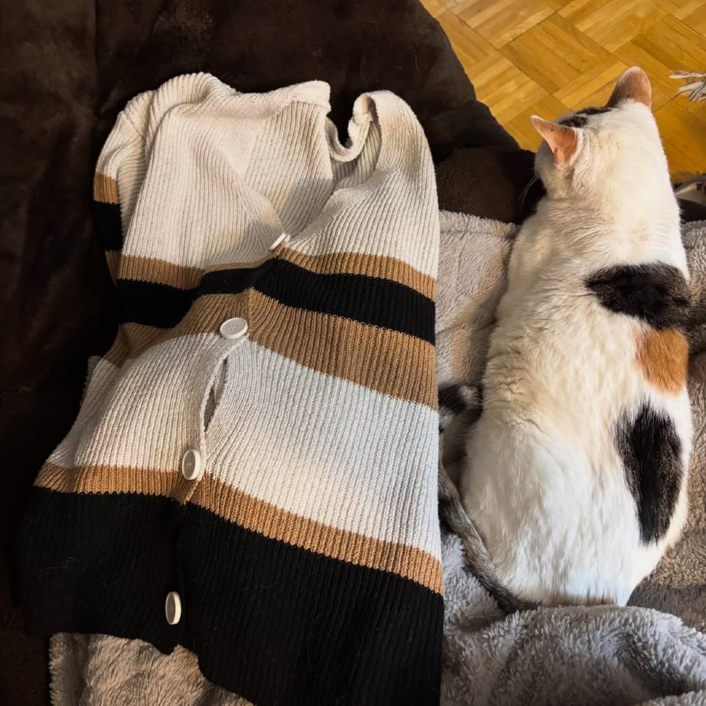 Pork Chop — thumbnail 6