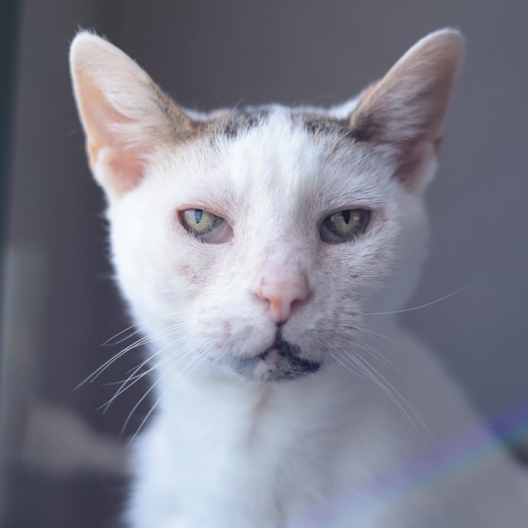 Enlarge Pork Chop, a Adoptable Domestic Short Hair in Philadelphia, PA image 6/6