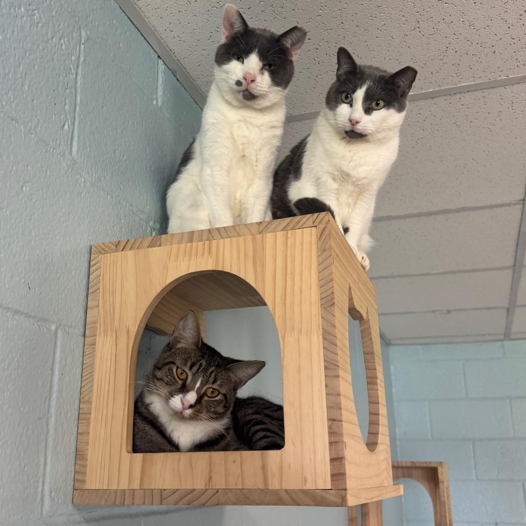 Ortan, Adoptable, Adult Male Domestic Short Hair.