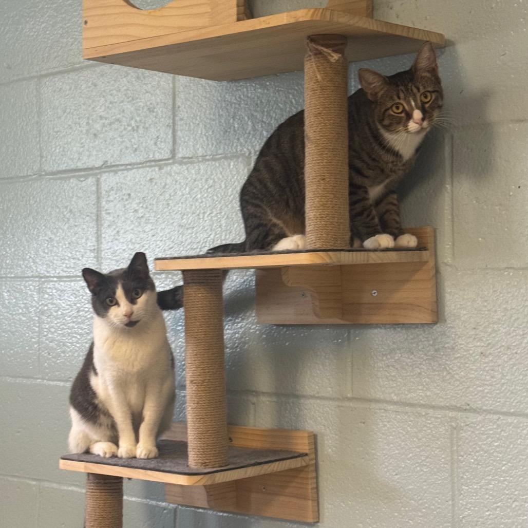 Enlarge Ortan, a Adoptable Domestic Short Hair in Easton, PA image 2/6