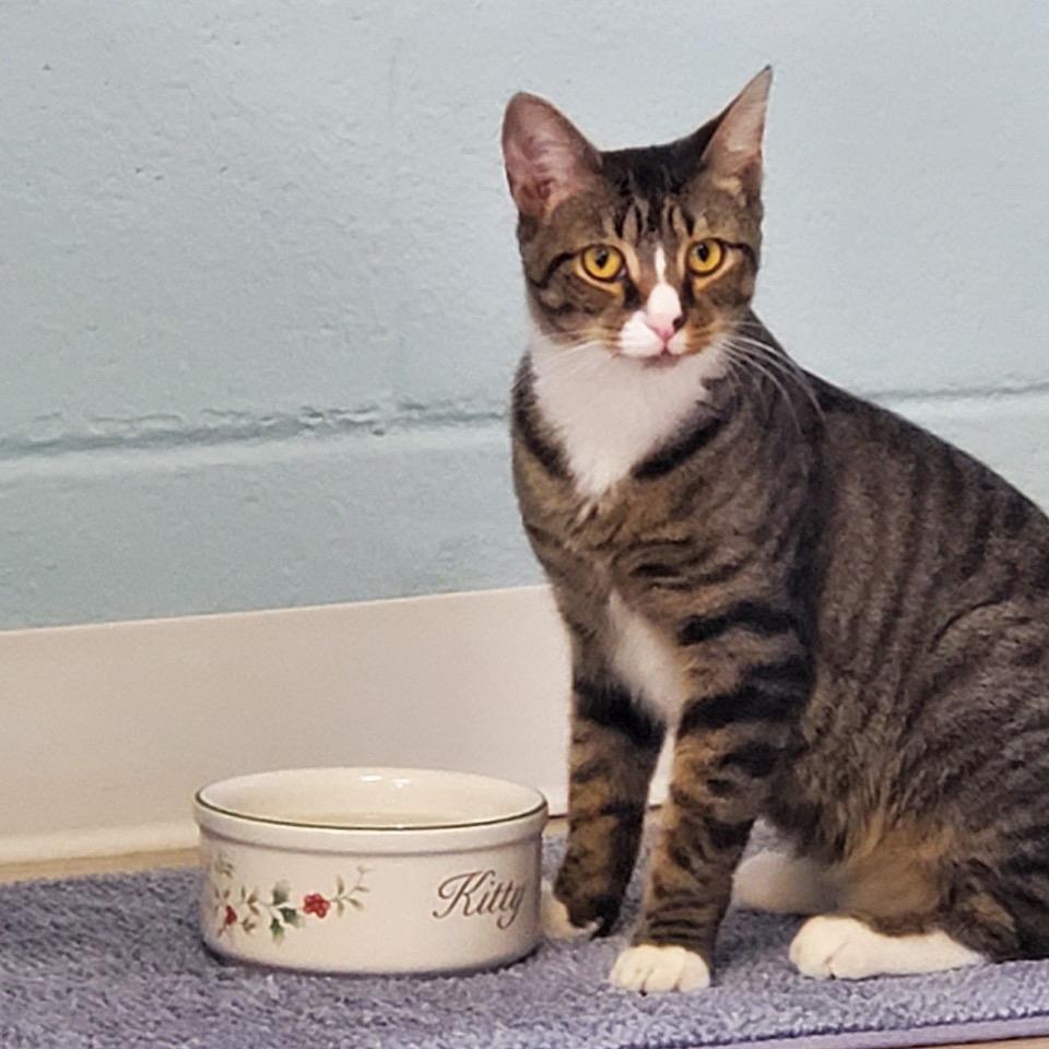 Enlarge Ortan, a Adoptable Domestic Short Hair in Easton, PA image 3/6