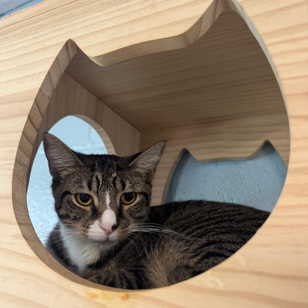 Enlarge Ortan, a Adoptable Domestic Short Hair in Easton, PA image 4/6