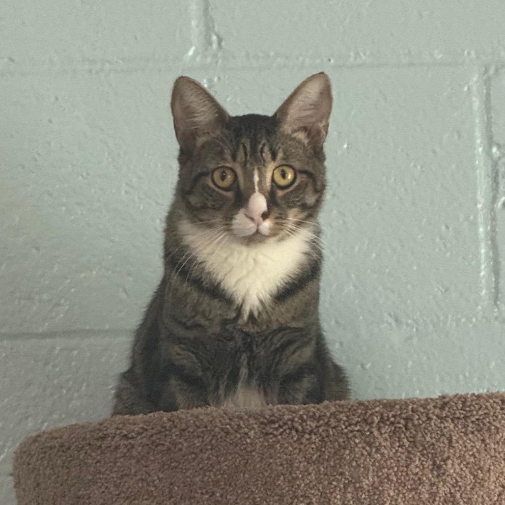 Enlarge Ortan, a Adoptable Domestic Short Hair in Easton, PA image 5/6