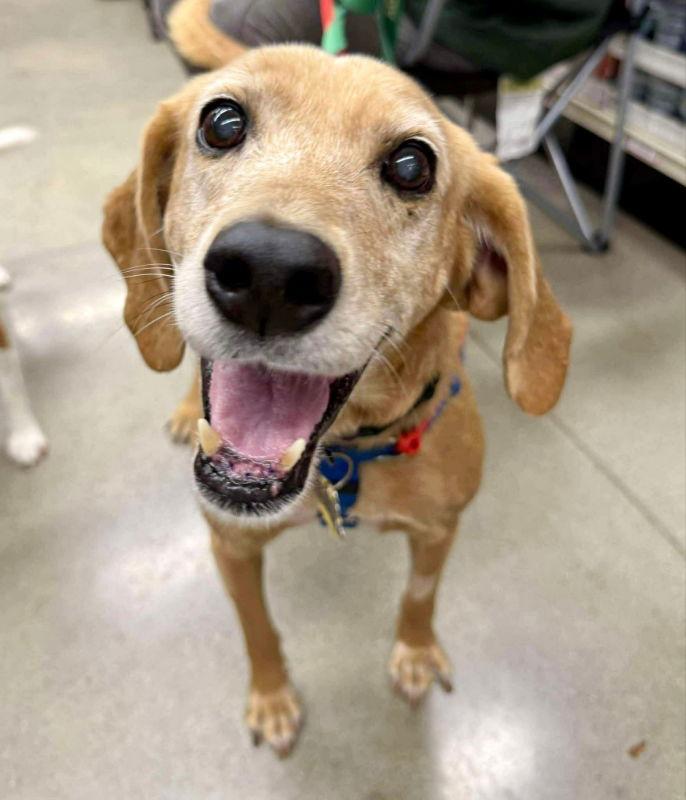 Bean *Adopt or Foster*, Adopted, Young Female Hound.