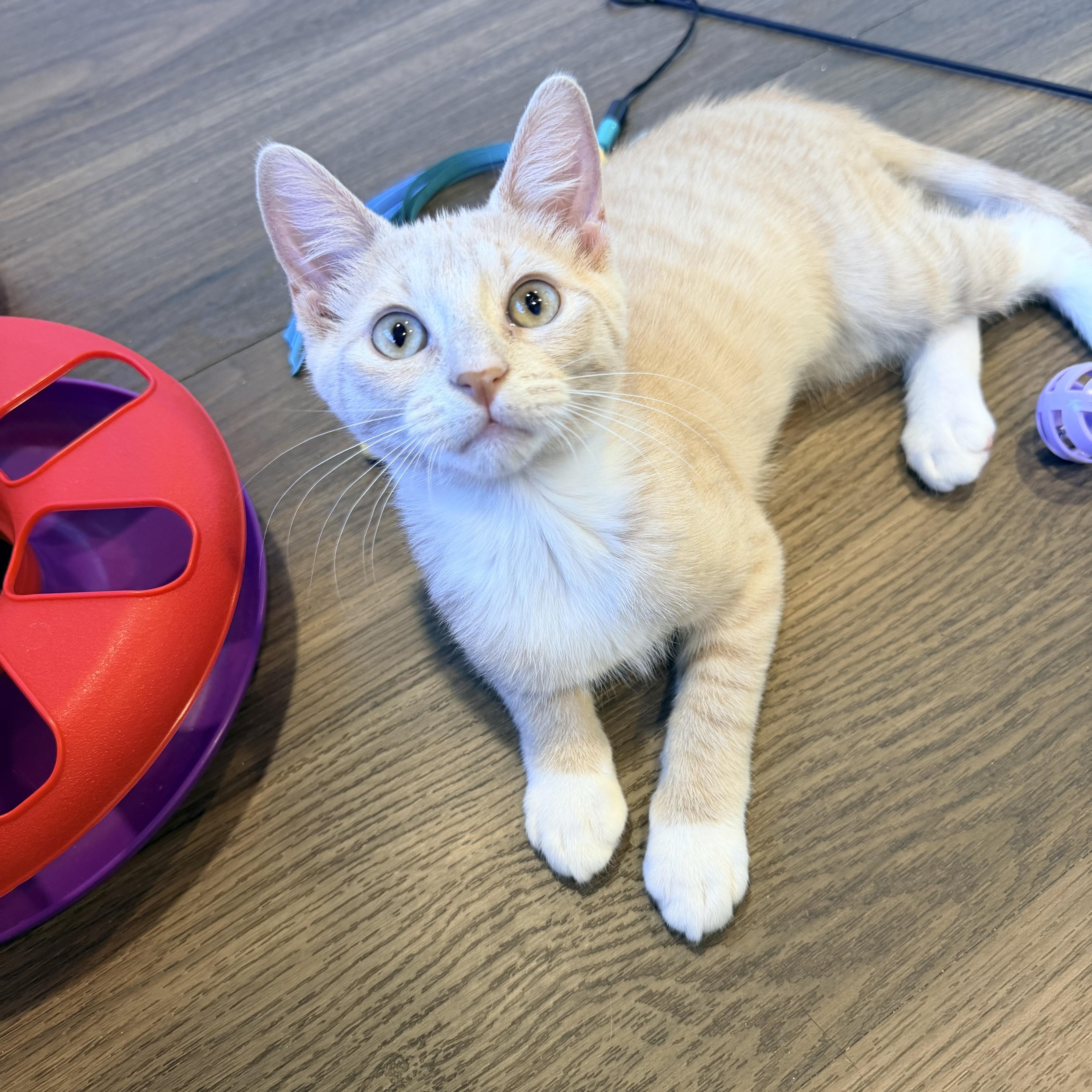 Hunter, Adopted, Kitten Male Domestic Short Hair.