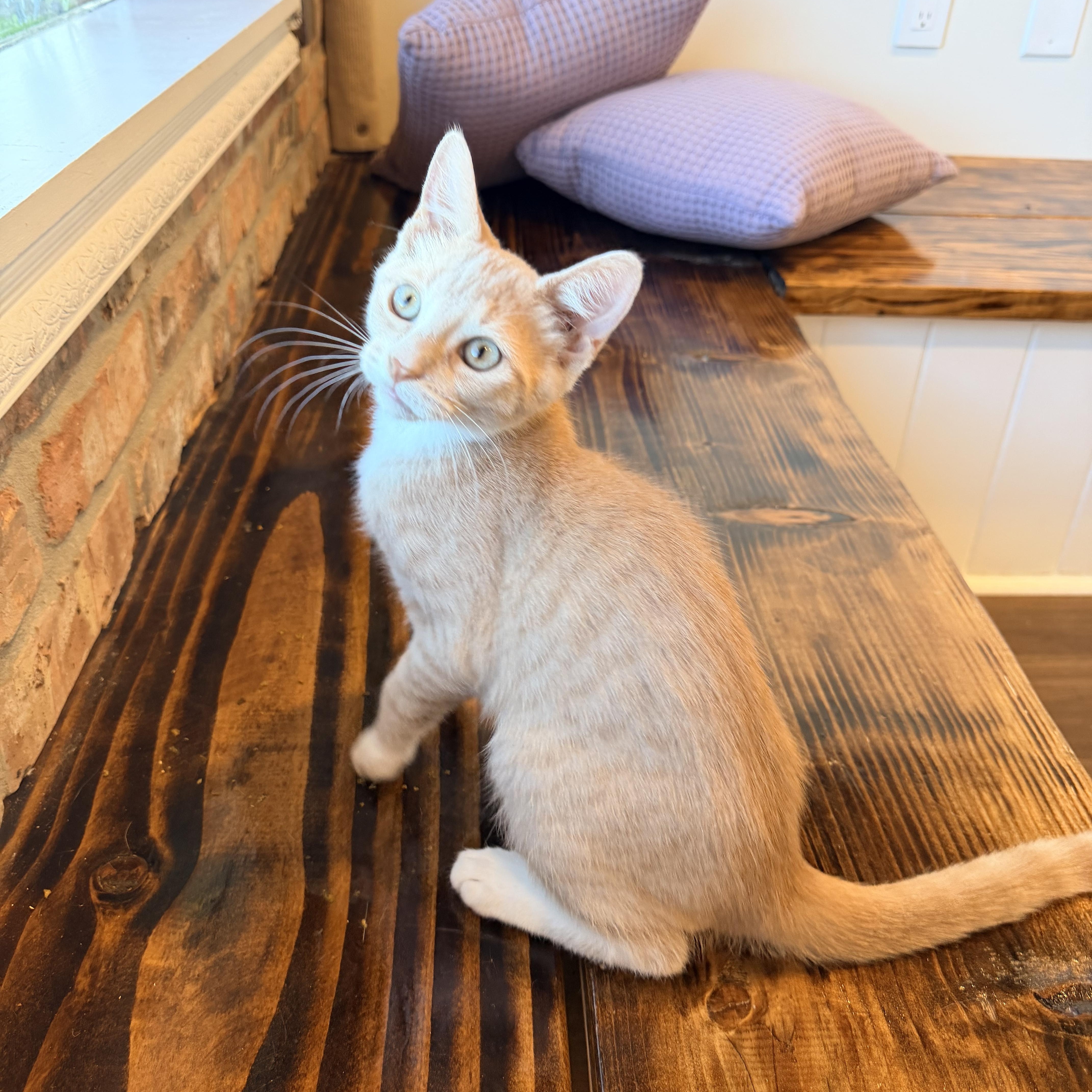 Enlarge Hunter, a Adopted Domestic Short Hair in Bellmawr, NJ image 2/3