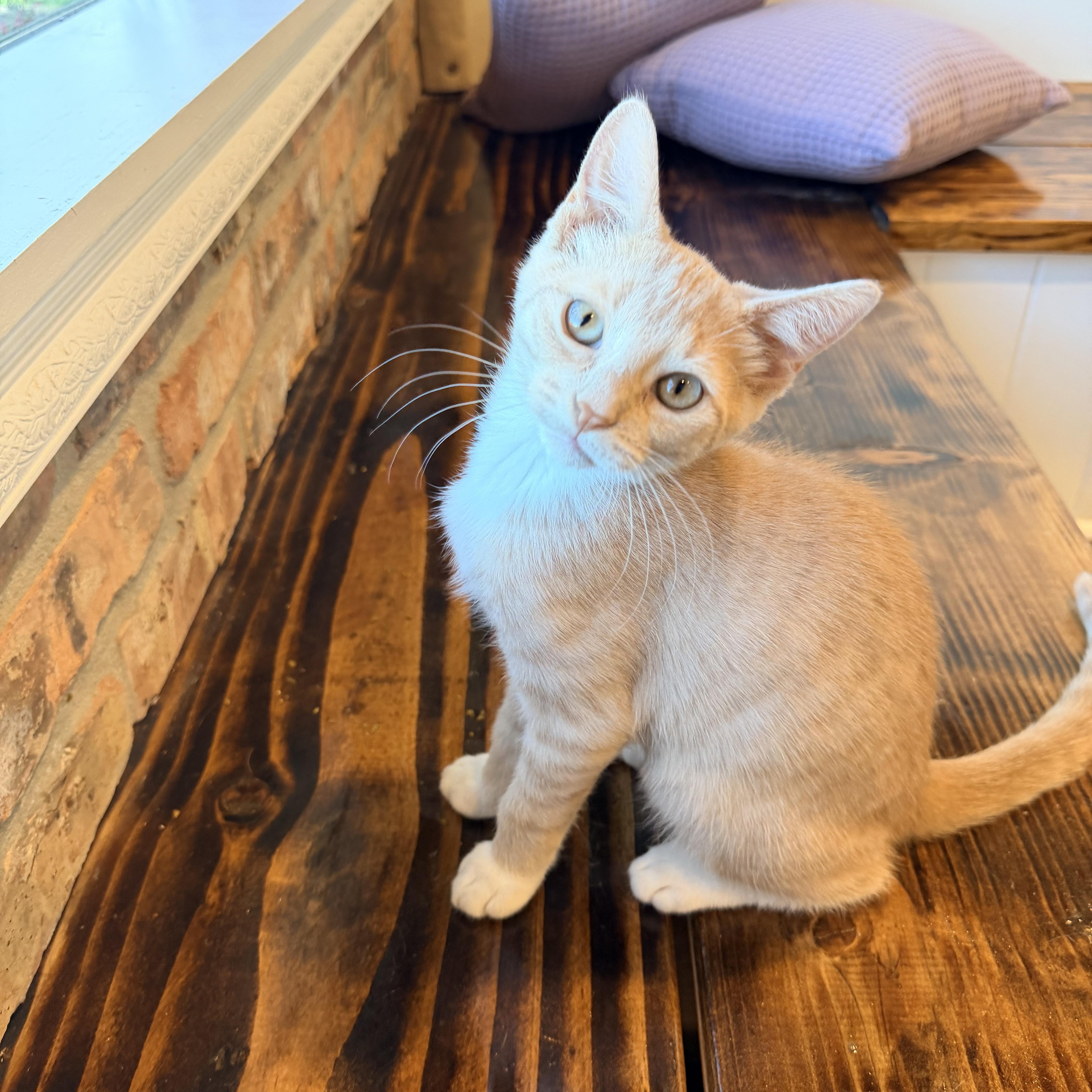 Enlarge Hunter, a Adopted Domestic Short Hair in Bellmawr, NJ image 3/3