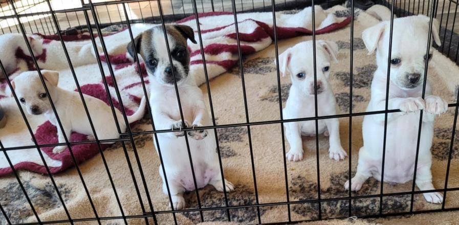 Enlarge Pug Mix Puppies, a Adopted mixed breed in New River, AZ image 1/1