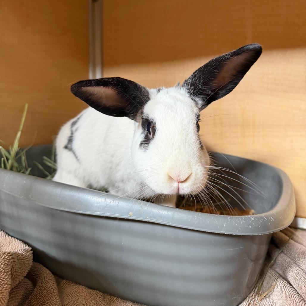 Angel, Adoptable, Adult Female Mini Rex.