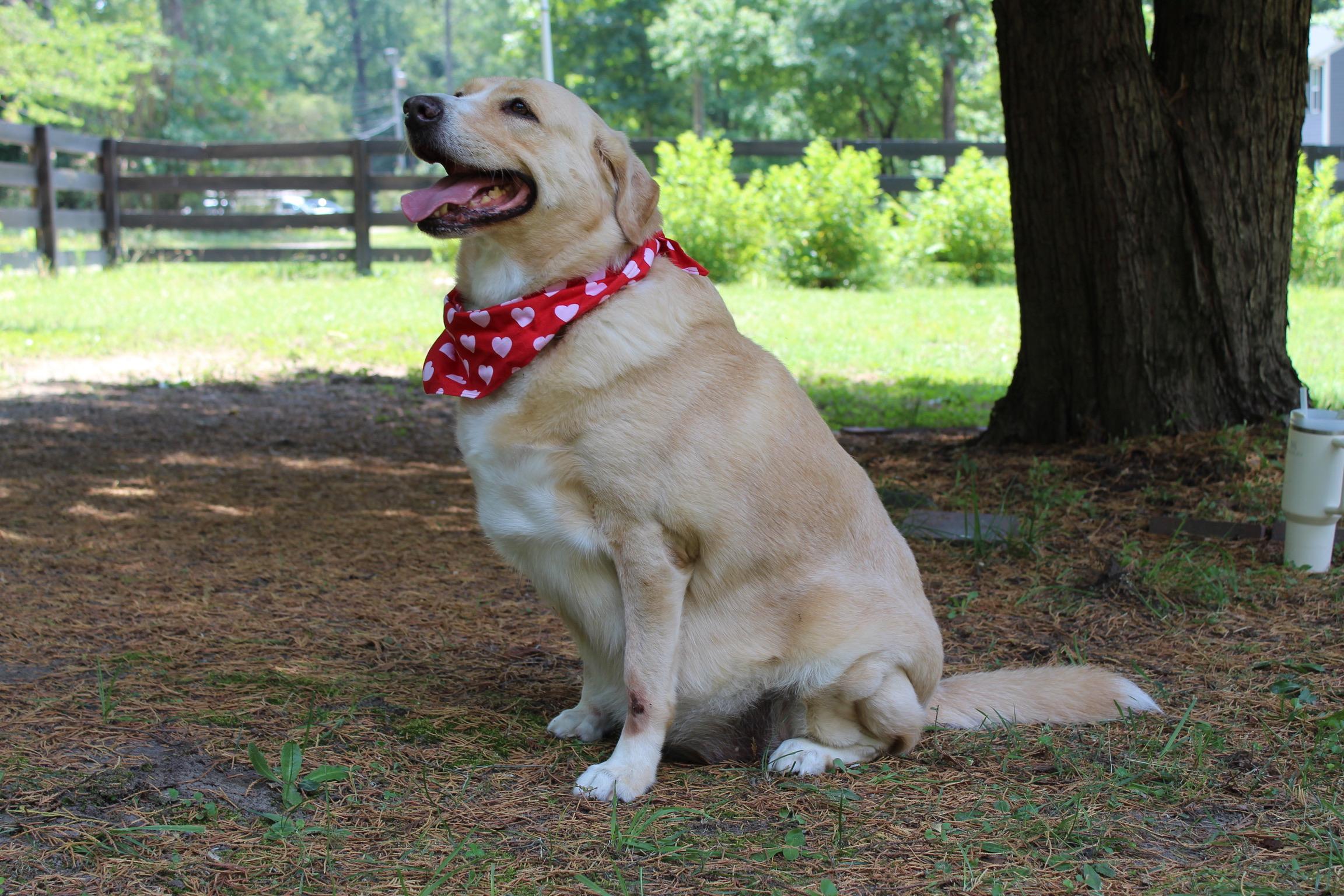 Tasha, a Adoptable Labrador Retriever in Richmond, VA image 3/6