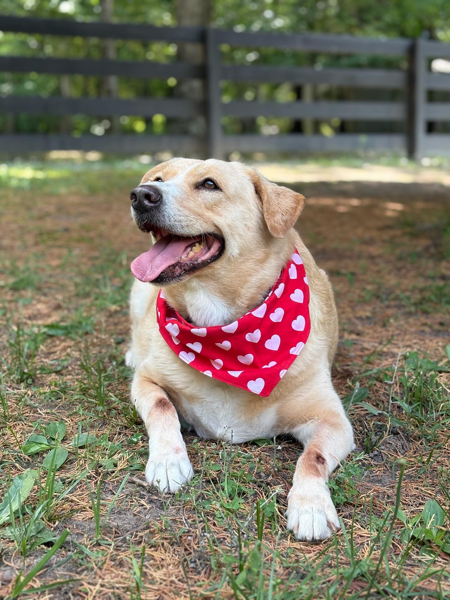 Tasha, a Adoptable Labrador Retriever in Richmond, VA image 6/6