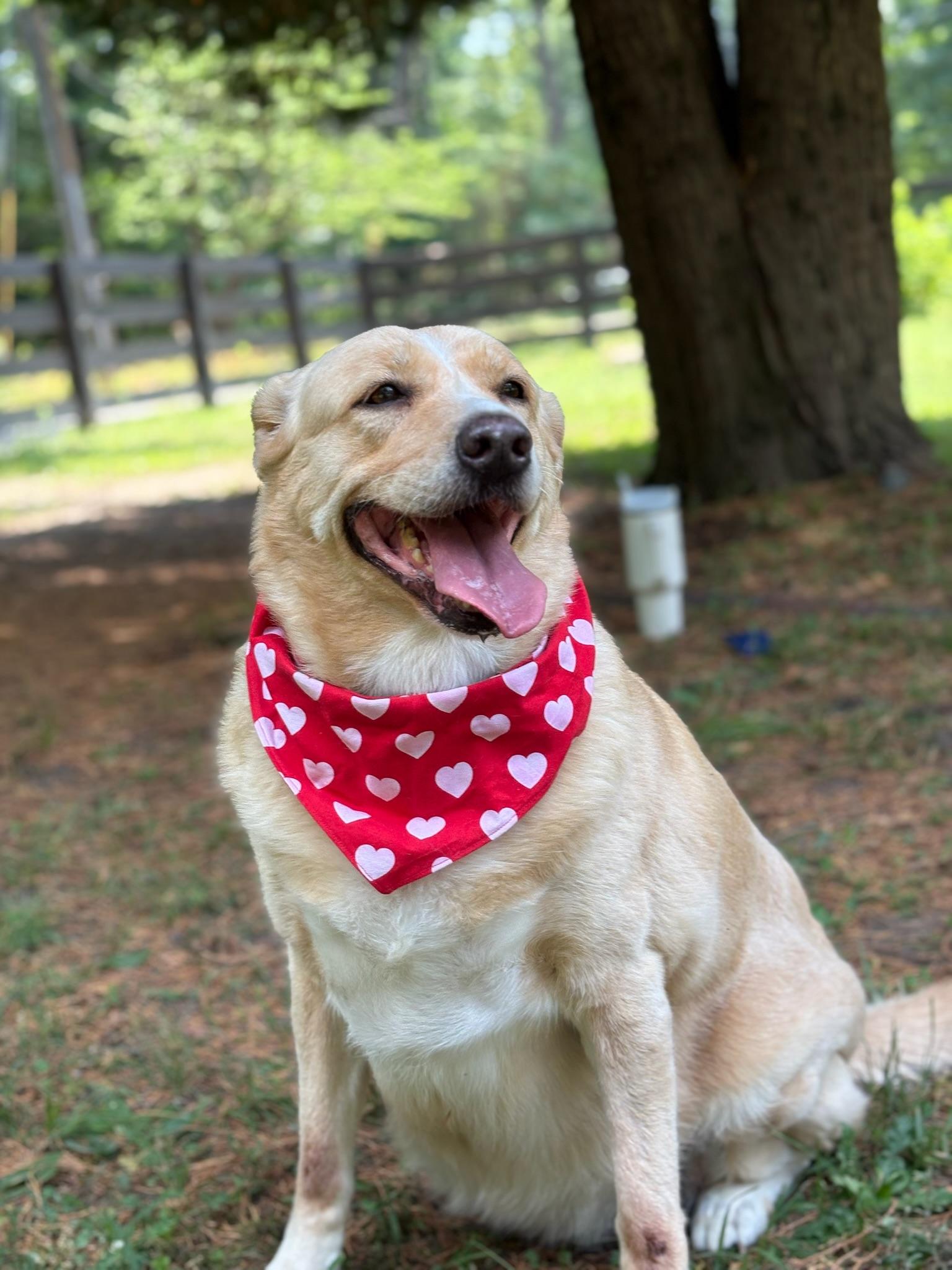 Tasha, a Adoptable Labrador Retriever in Richmond, VA image 4/6
