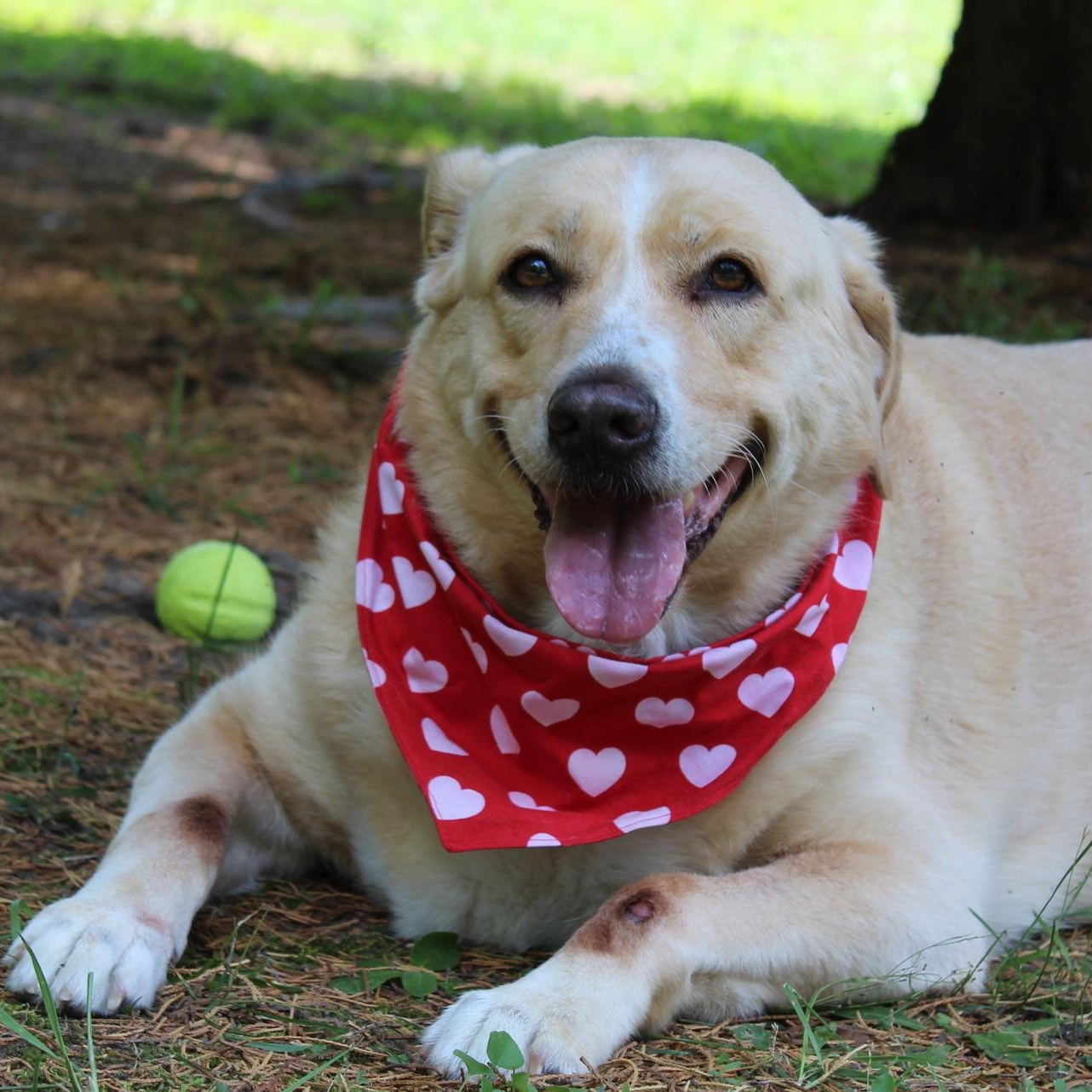 Tasha, Adoptable, Adult Female Labrador Retriever.