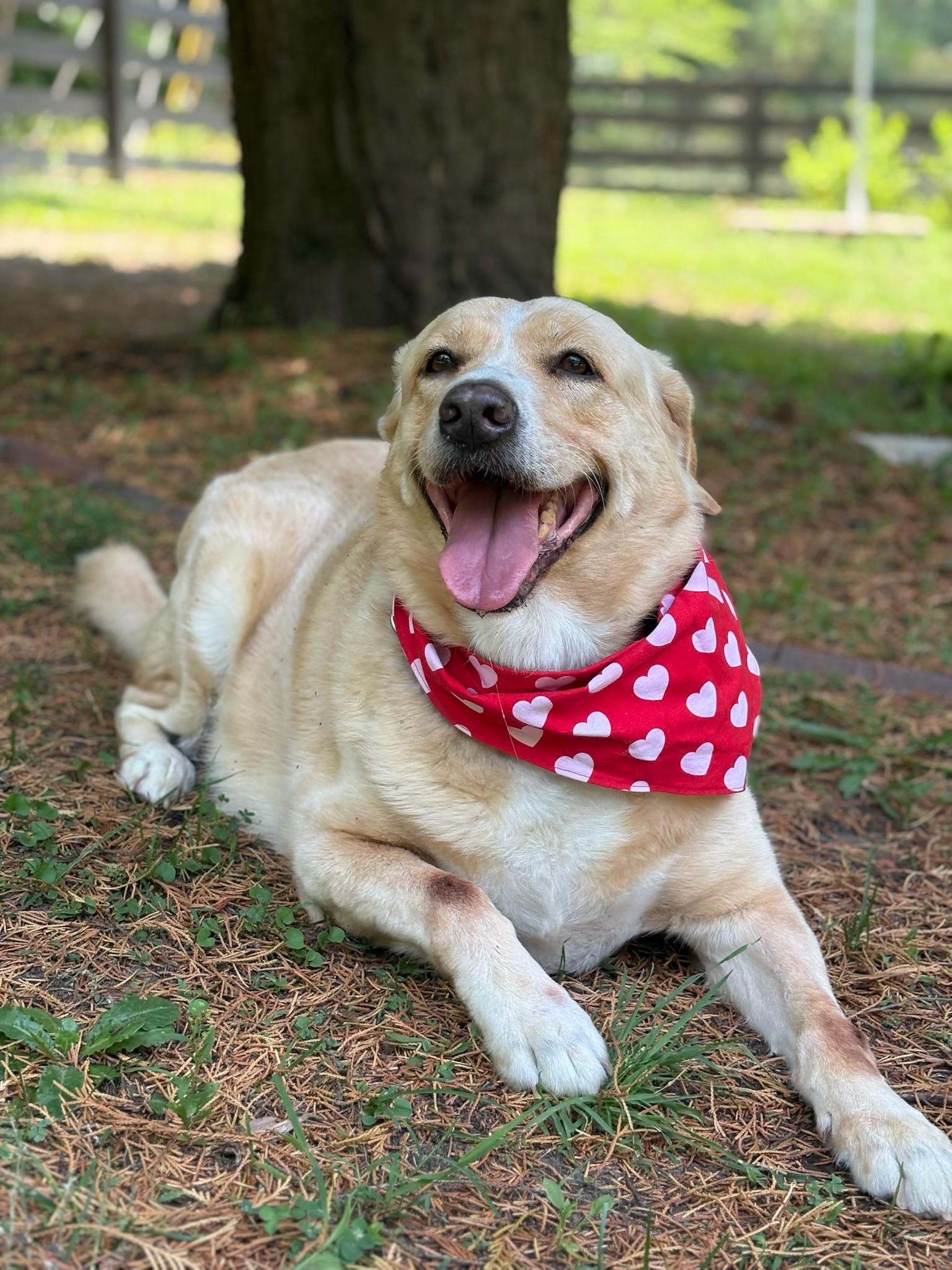Tasha, a Adoptable Labrador Retriever in Richmond, VA image 5/6