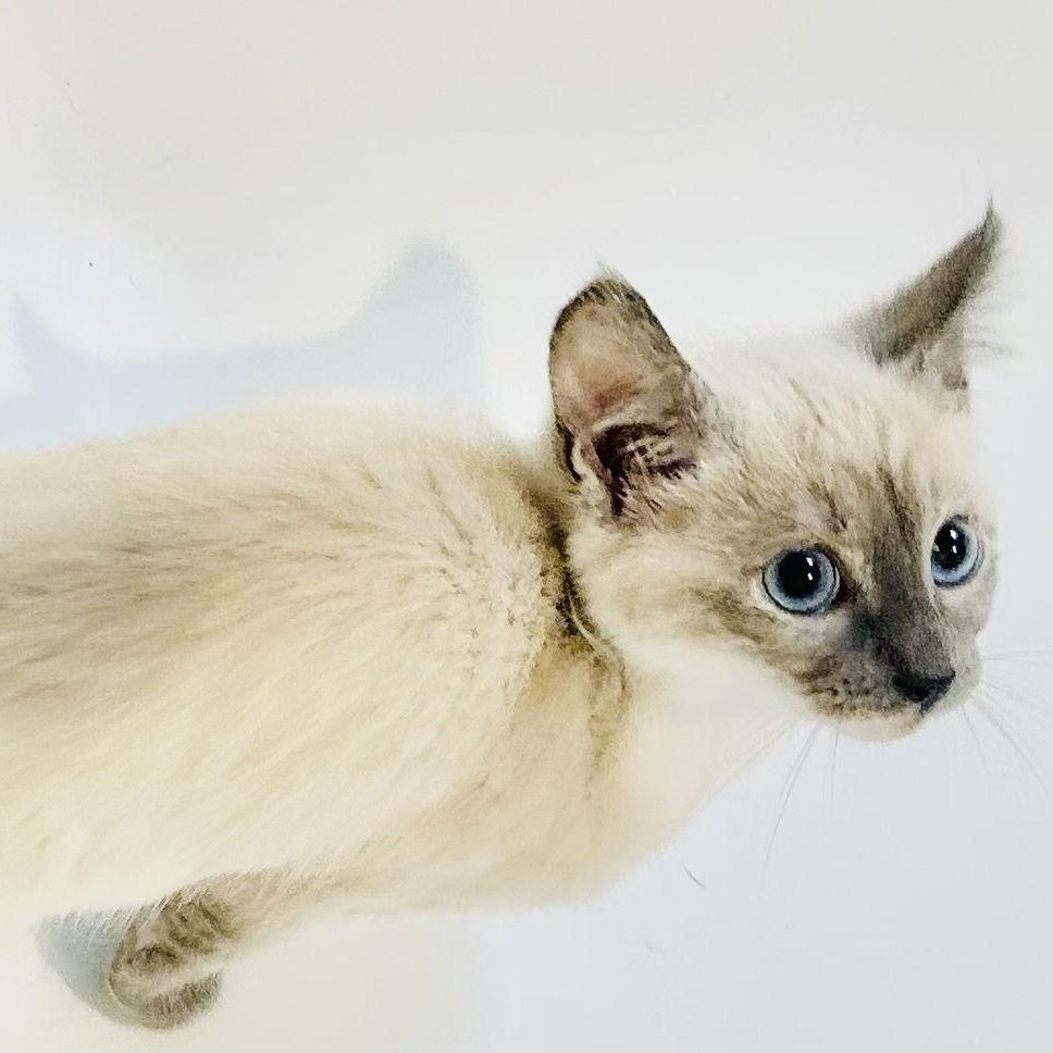 Enlarge Pocket, a Adopted Siamese in Napa, CA image 1/2