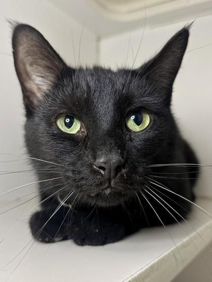 Enlarge Flynn, a Adoptable mixed breed in Columbus, OH image 1/1