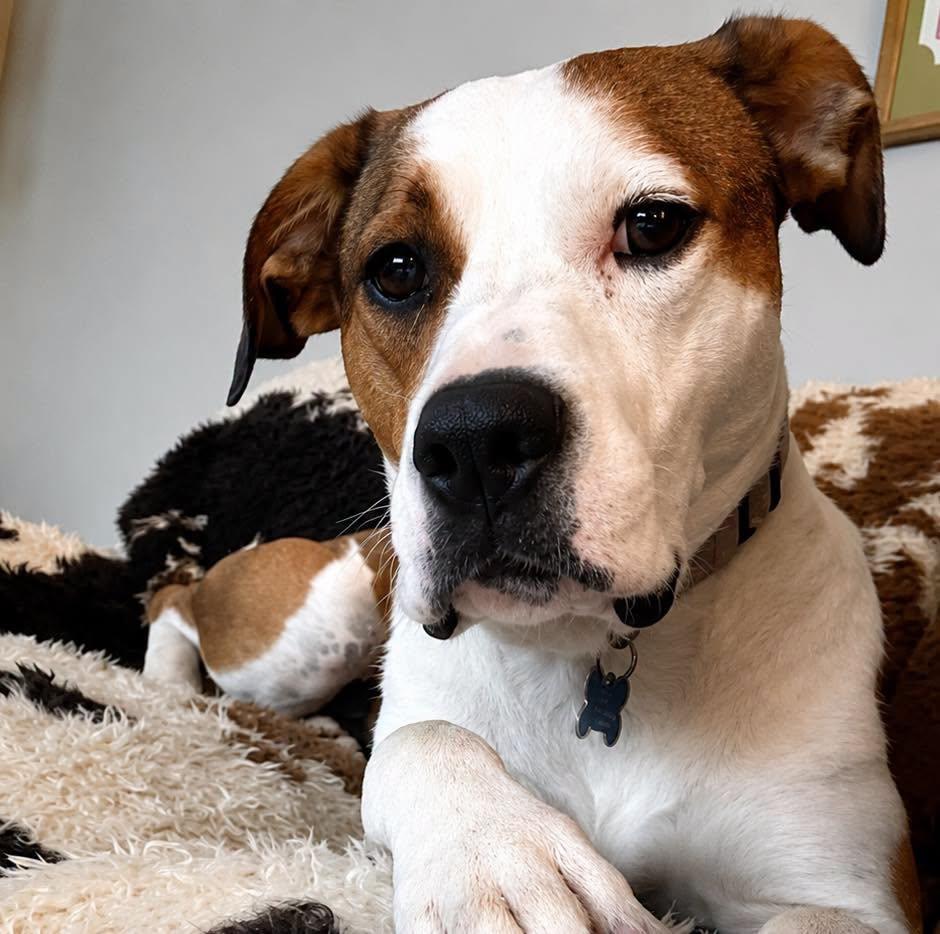 Aubrey, a ADOPTABLE mixed breed in Wappingers Falls, NY image 4/5