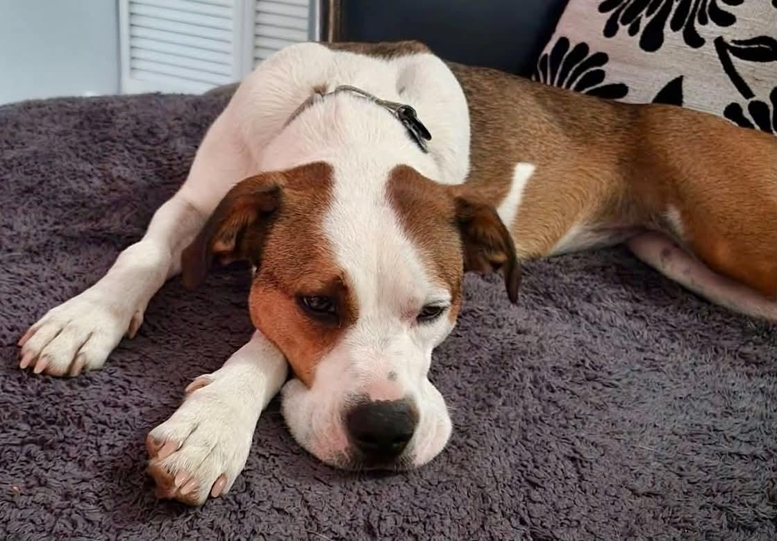 Aubrey, a ADOPTABLE mixed breed in Wappingers Falls, NY image 3/5