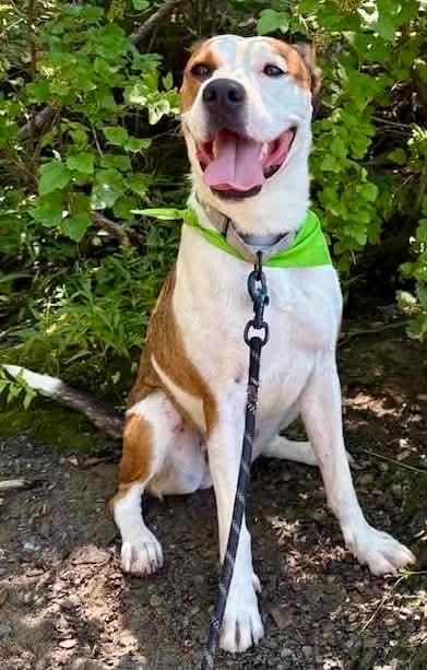 Aubrey, a ADOPTABLE mixed breed in Wappingers Falls, NY image 5/5