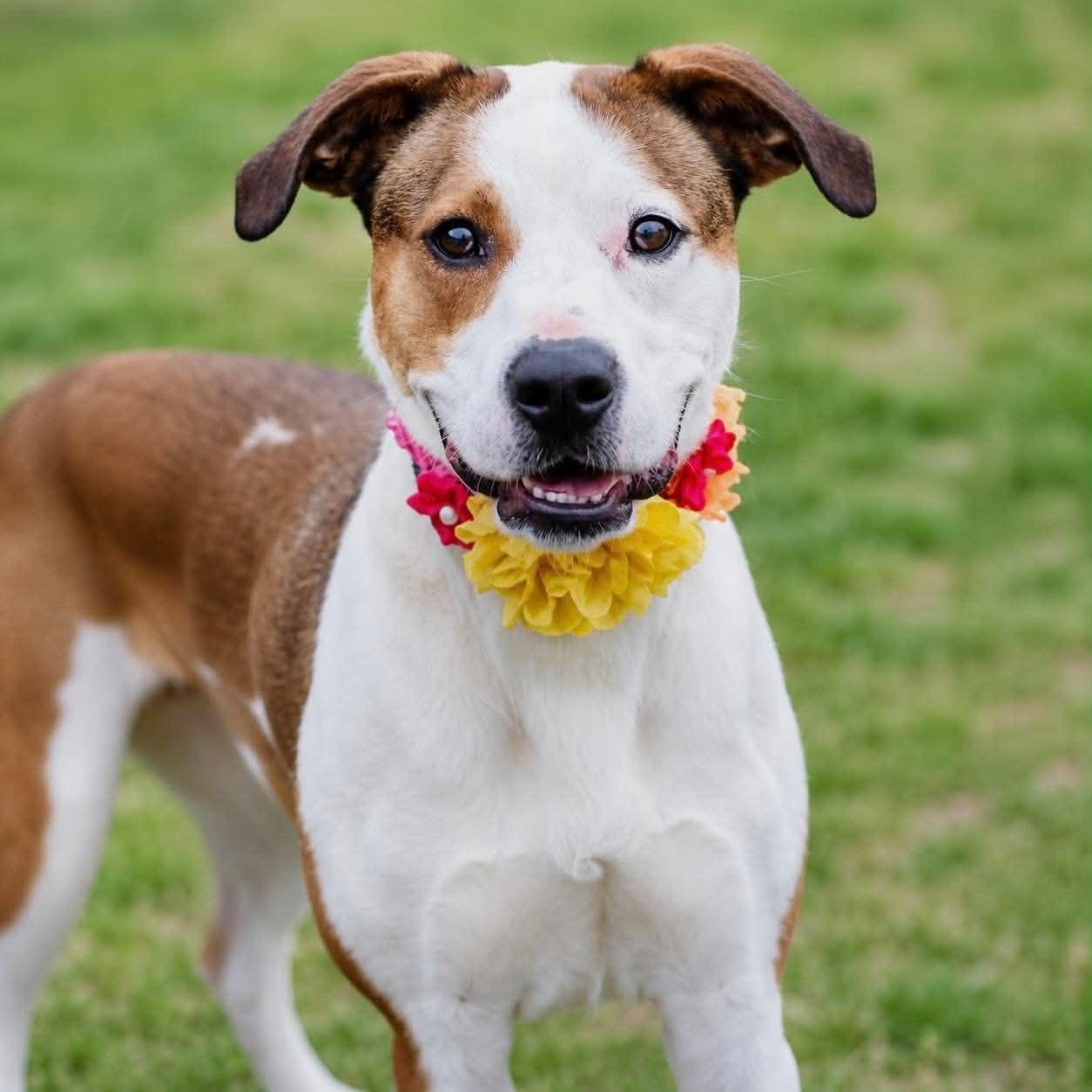 Aubrey, a ADOPTABLE mixed breed in Wappingers Falls, NY image 2/5