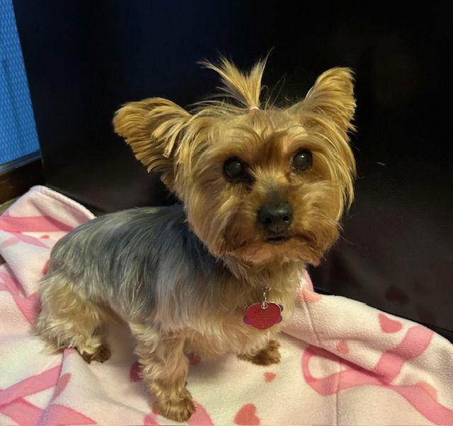 Enlarge Nala, a Adoptable Yorkshire Terrier in Beloit, WI image 1/3