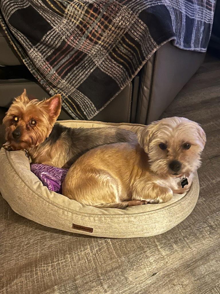 Enlarge Nala, a Adoptable Yorkshire Terrier in Beloit, WI image 2/3