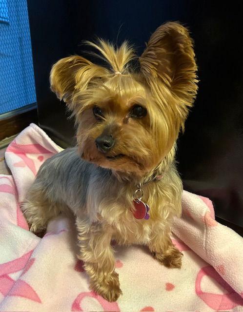 Enlarge Nala, a Adoptable Yorkshire Terrier in Beloit, WI image 3/3