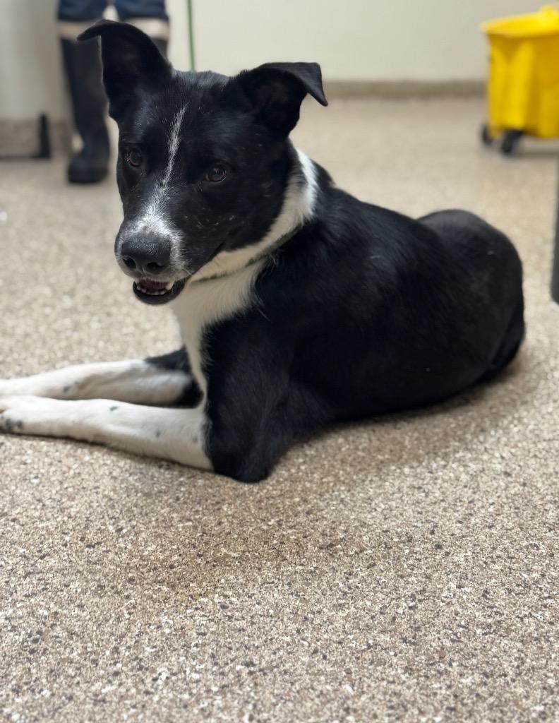 Enlarge Atlas, a Adoptable Border Collie in Great Bend, KS image 1/2
