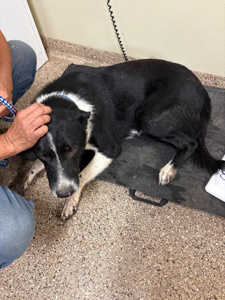 Enlarge Atlas, a Adoptable Border Collie in Great Bend, KS image 2/2