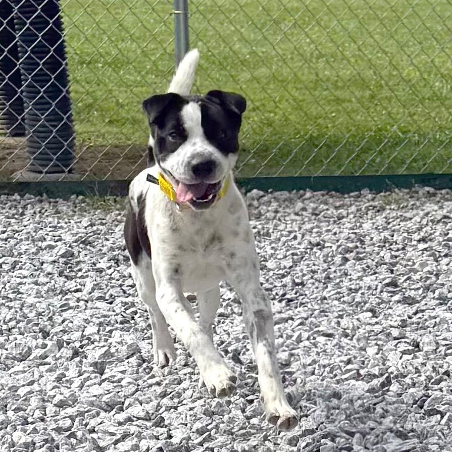 Bubble, Adoptable, Young Male Mixed Breed.