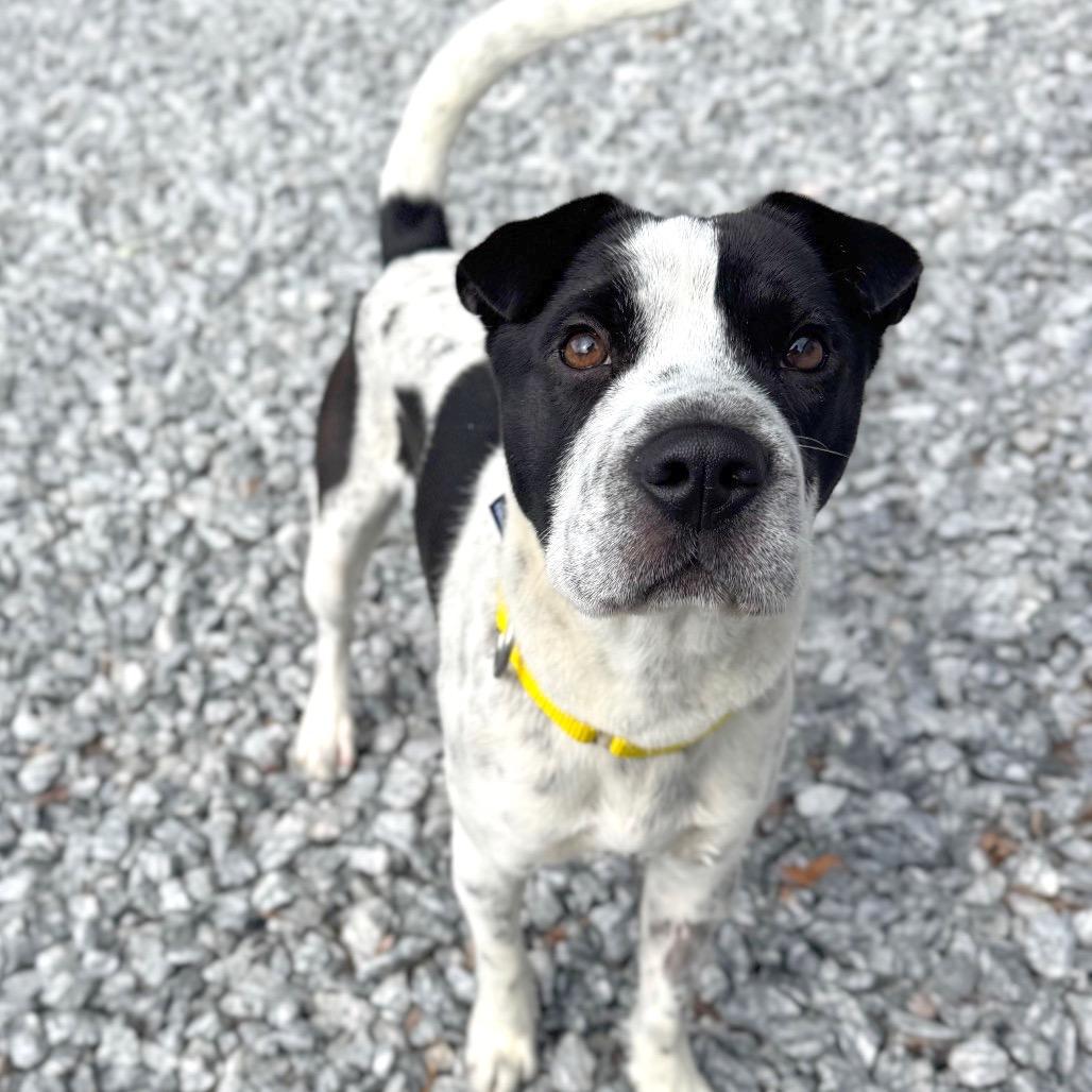 Bubble, a Adoptable Mixed Breed in Hendersonville, NC image 2/6