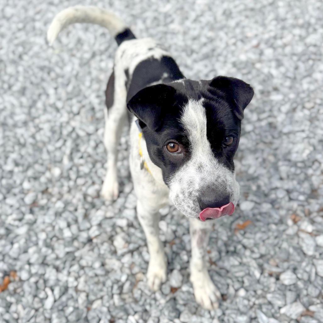 Bubble, a Adoptable Mixed Breed in Hendersonville, NC image 3/6