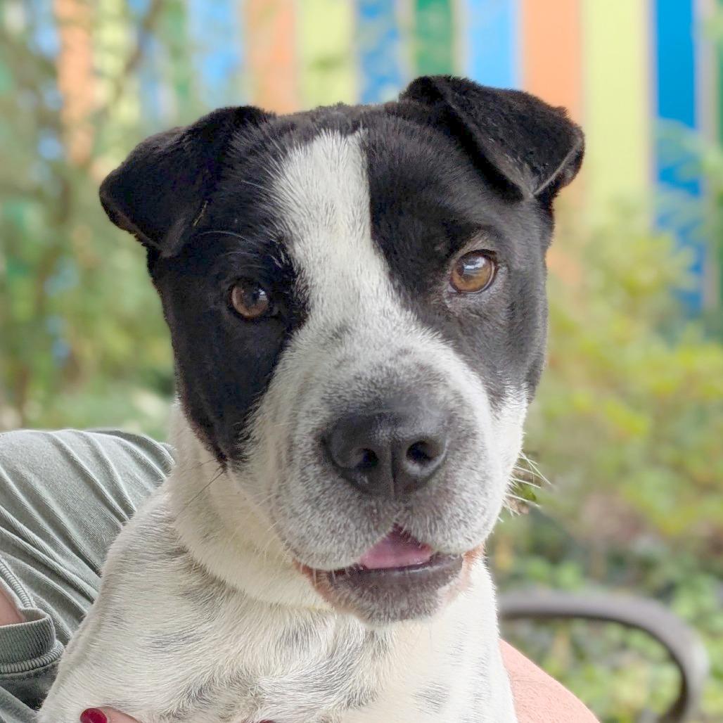 Bubble, a Adoptable Mixed Breed in Hendersonville, NC image 4/6