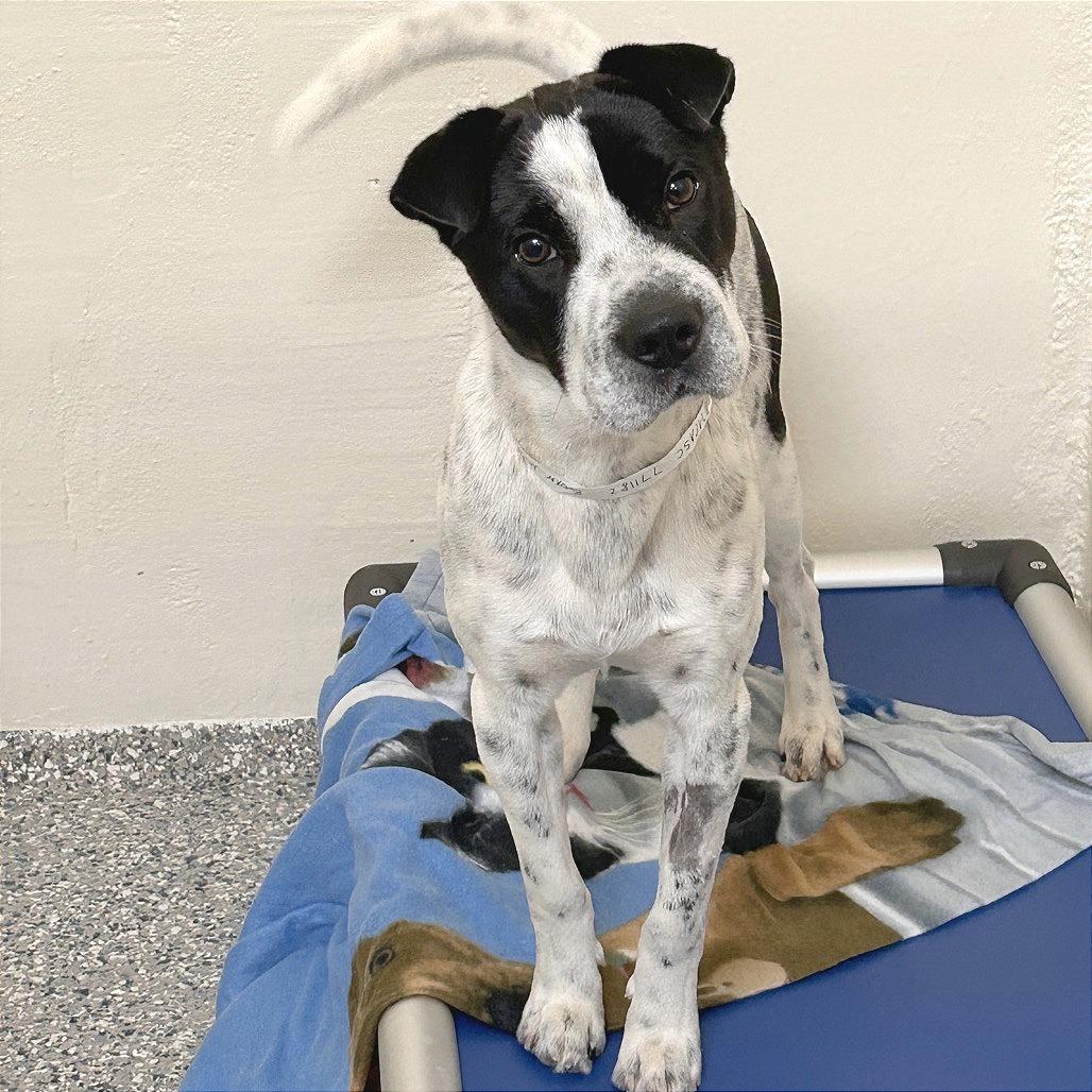 Bubble, a Adoptable Mixed Breed in Hendersonville, NC image 5/6