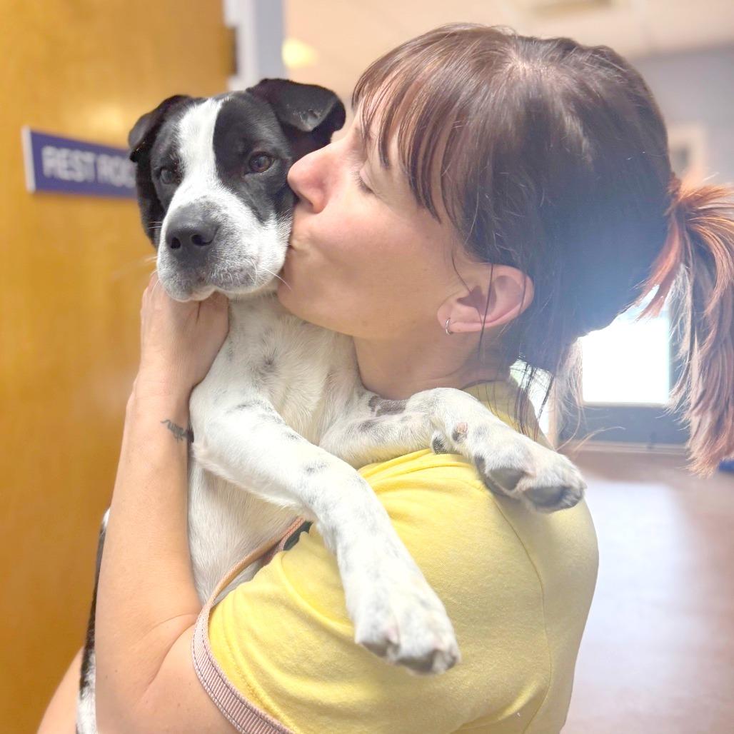 Bubble, a Adoptable Mixed Breed in Hendersonville, NC image 6/6